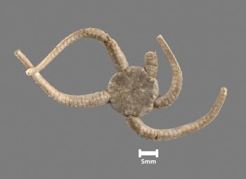 Media type: image;   Invertebrate Zoology OPH-393 Aspect: dorsal